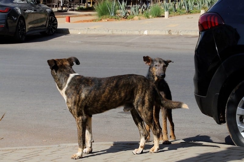 إدانة جماعة الدار البيضاء بتعويض ضحية هجوم كلاب ضالة بمبلغ 5 ملايين إدانة جماعة الدار البيضاء بتعويض ضحية هجوم كلاب ضالة بمبلغ 5 ملايين