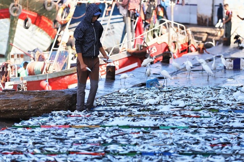 مهنيون يرممون نقص الثروات السمكية