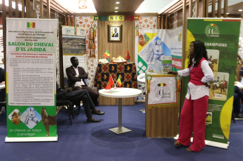 معرض الفرس بالجديدة .. الريادة المغربية في تربية الخيول تُلهم دولًا أفريقية