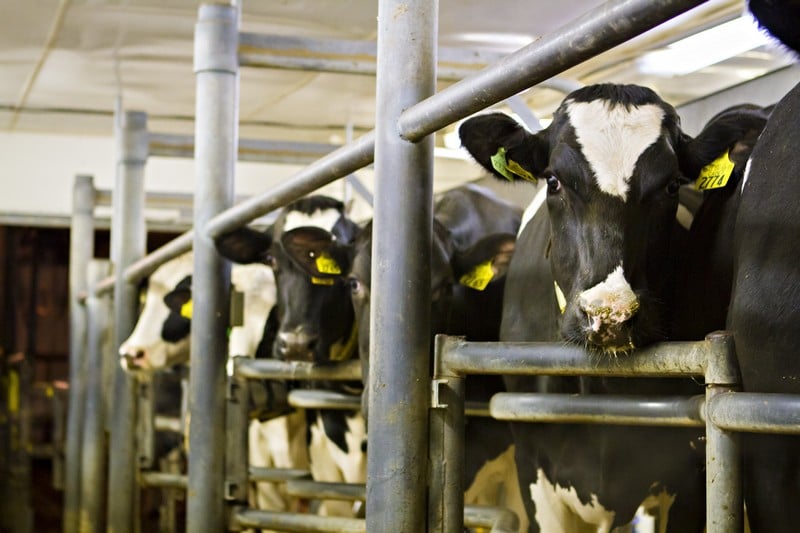 جمعيات المستهلك تستعجل إصدار قانون لتنظيم التلقيح الصناعي للأبقار بالمغرب